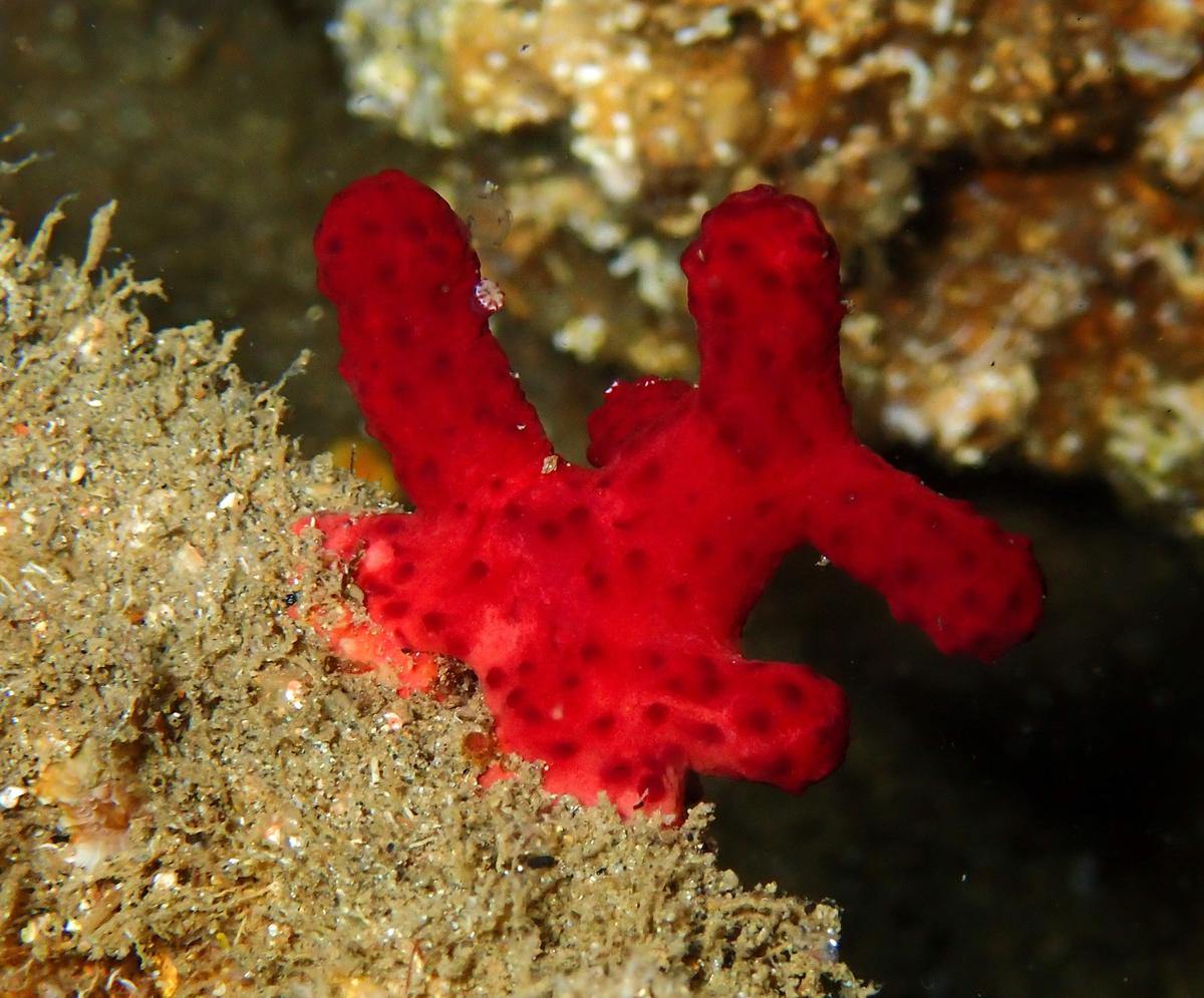 Alcyonium palmatum?