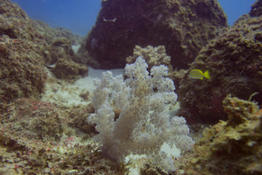 Alcyonnaire Arborescent