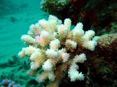 Alerte : blanchiment du corail 
