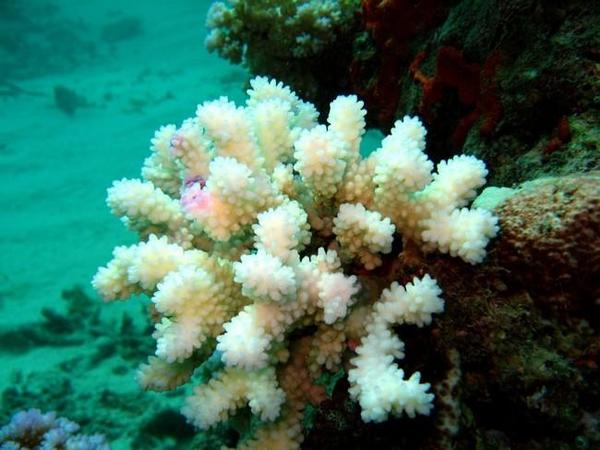 Alerte : blanchiment du corail 