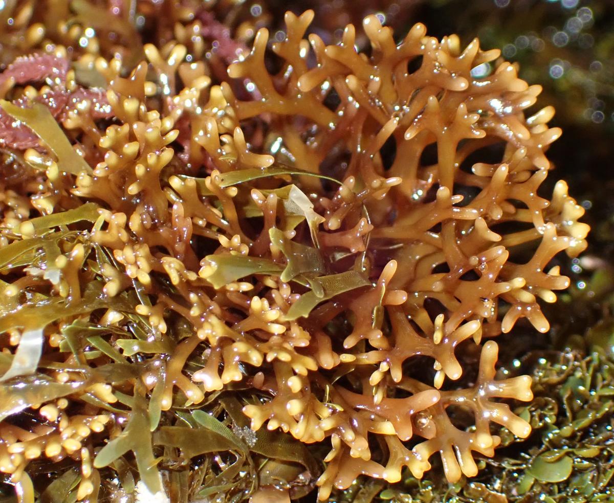 Alga a identificar