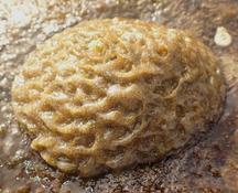 Alga a identificar