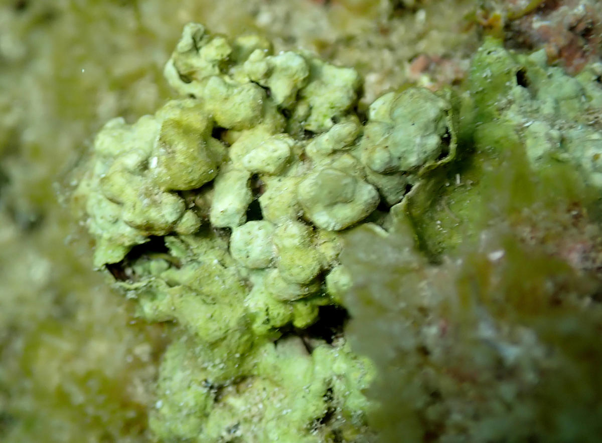 Alga or sponge?