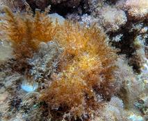 Algue à identifier