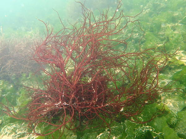 Algue arbustive filiforme rouge dans l'étang de Berre