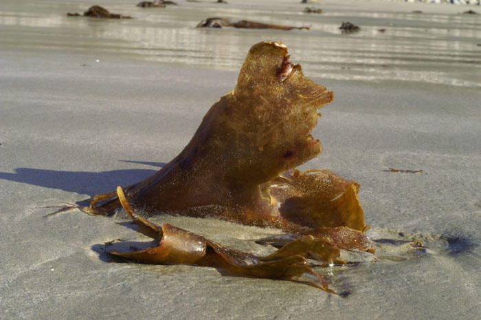 algue benthique en laissée de mer