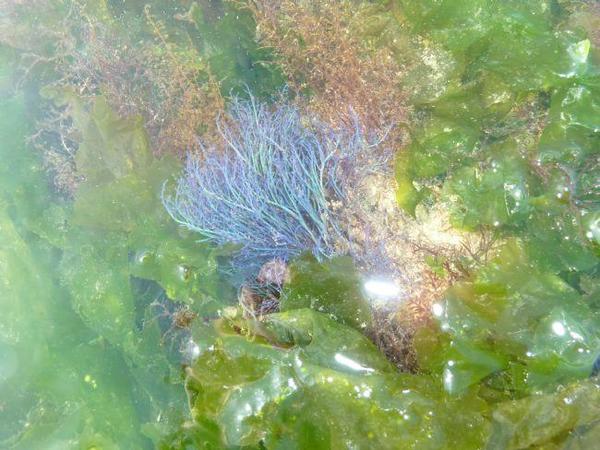 algue bleue côte de la Manche