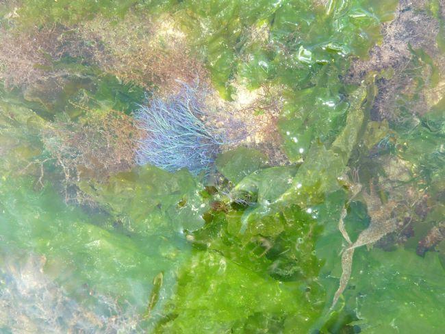 Une autre photo.<br /><br />Mylène, vous proposez cystoseira tamariscifolia, en visionnant les photos sur le web, il me semble que ce que les branc...