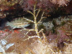 Algue branchue de Méditerranée