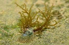 "algue brune" d'eau douce