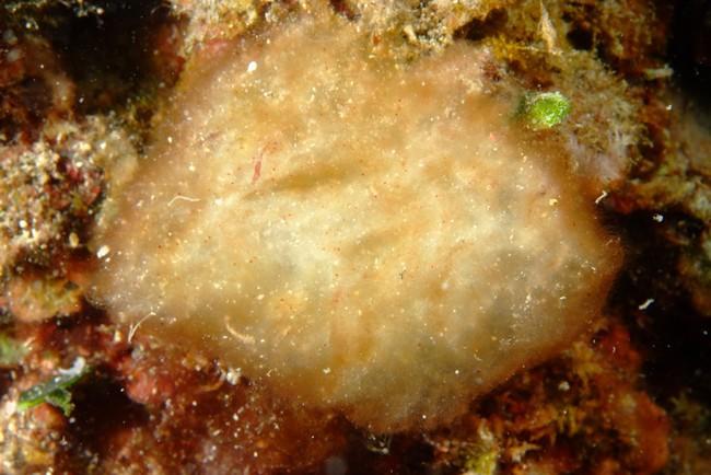j'ai envoyé la photo jointe à Marc Verlaque pour identification: a priori même type que celle de ce post.<br />Réponse : c'est une cyanobactérie.