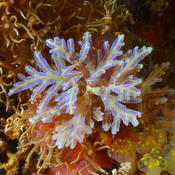 Algue, bryozoaire ou venu directement de Mars ?