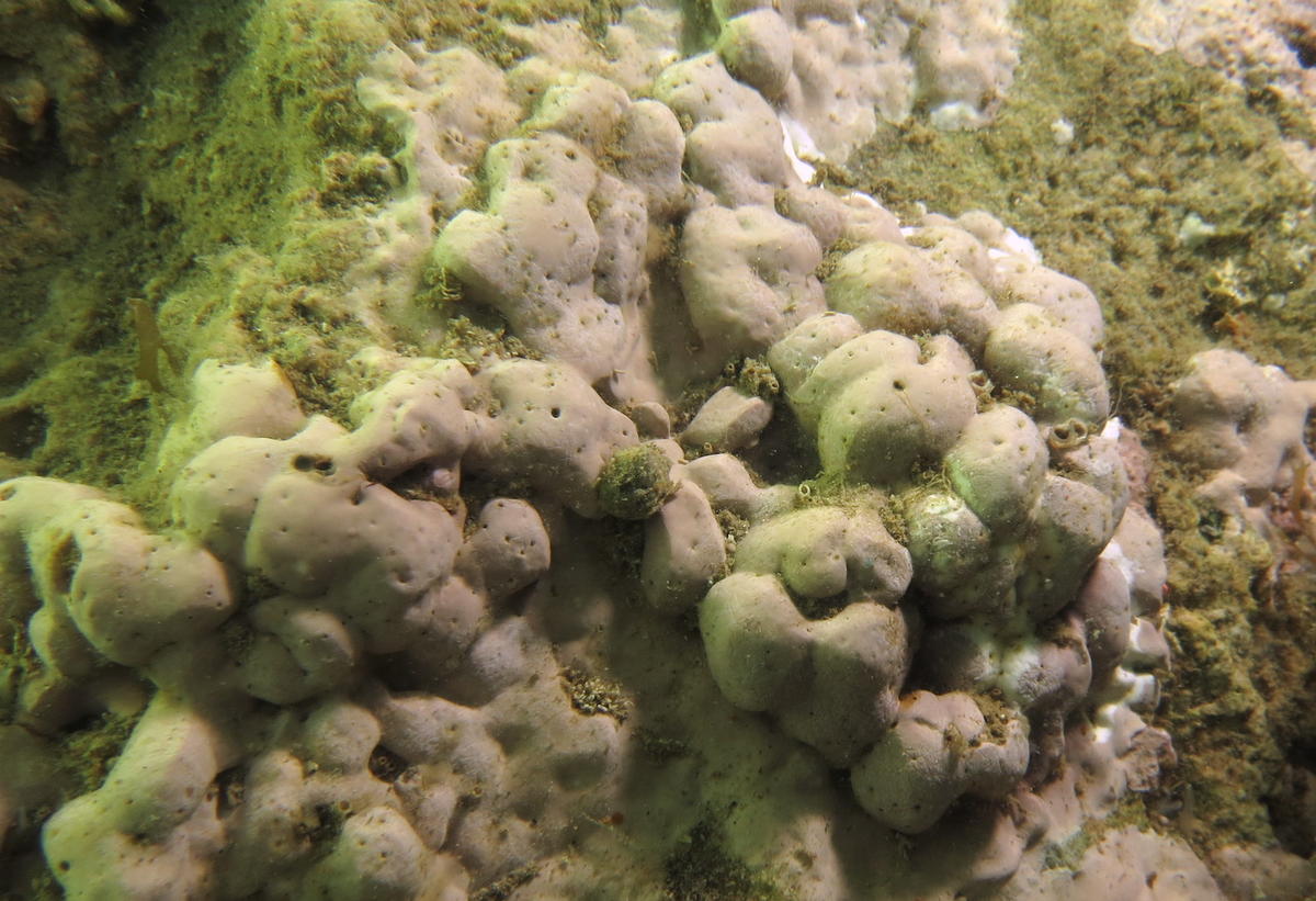 <p>J'ai aussi, de Thau,  une algue calcaire mamelonnée à la surface très lisse, la même ?</p><p>Elle ressemble un peu à <em>Lithophyllum racemus</e...