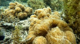 Algue ? Corail ? autres ?