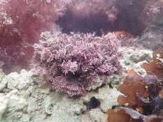 Algue Corallina
