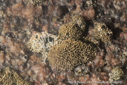 Algue corallinale