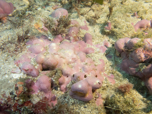 Algue corallinale de Méditerranée