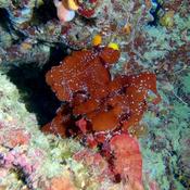 Algue Corse