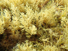 Algue cystoseire de Sicile