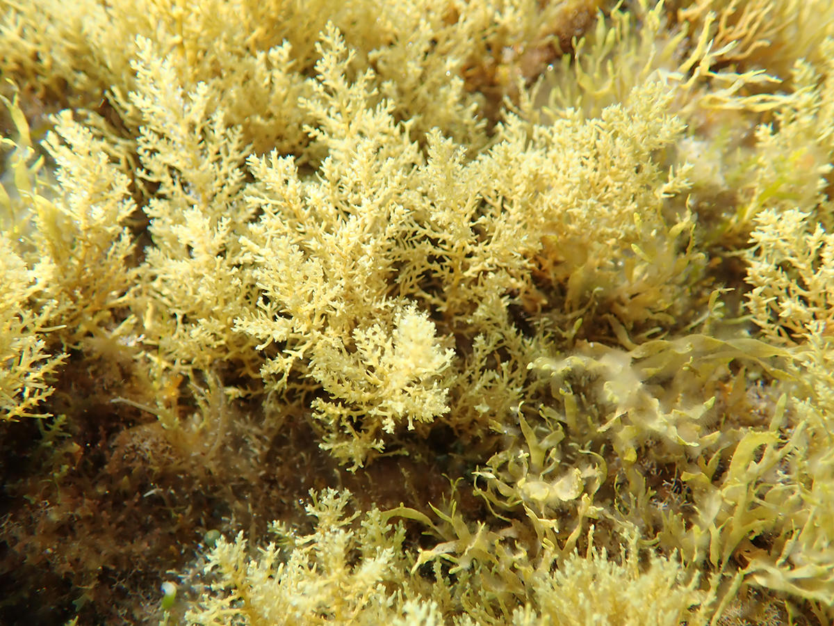 Algue cystoseire de Sicile