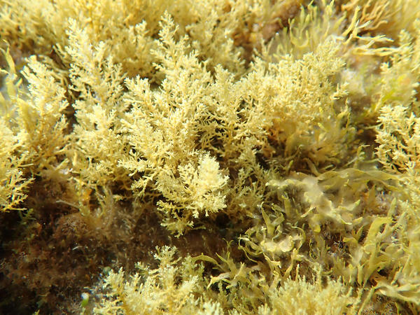 Algue cystoseire de Sicile