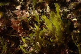 Algue de couleur verte bretonne
