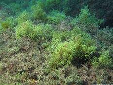 algue de couleur verte très abondantes