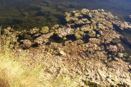 algue en bassin