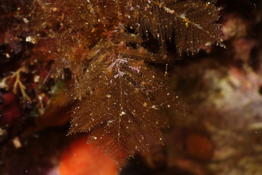 Algue ​en forme de sapin aplati