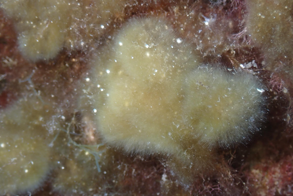 algue en tapis dense de pompons