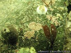 Algue en Zélande : Phymatolithon lenormandii