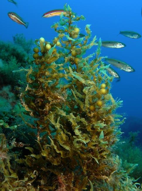 <em>Sargassum hornschuchii  ?</em>