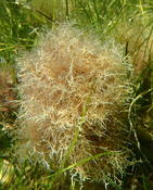 Algue épiphyte des zostères en Camargue