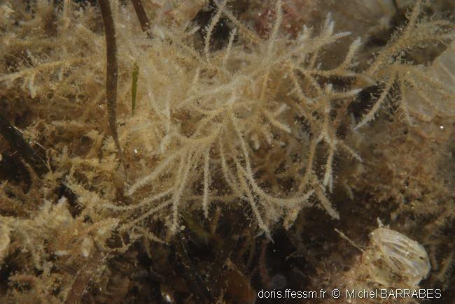 <p>Bonjour,<br /><br />je pense plutôt à un hydraire pour l'épiphyte et peut-être :<br /><a href="fiche2.asp?fiche_numero=389" target="_blank">Obel...