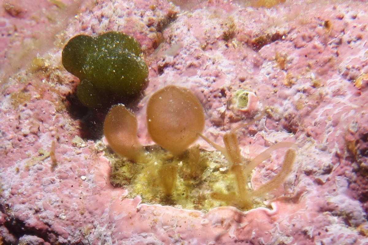 Algue forme de vésicules pédonculées