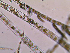 algue marine filamenteuse