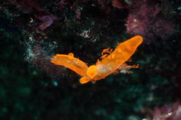 Algue orange fluo