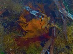 Algue orange fluo