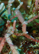algue ou coral?