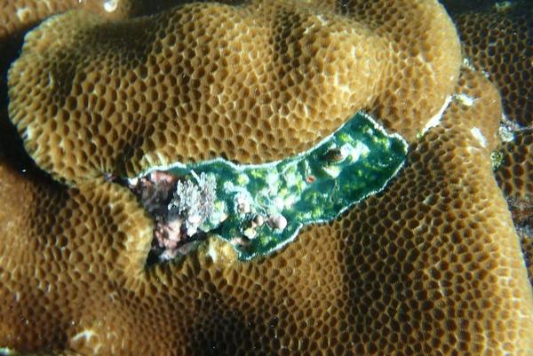 algue ou éponge encroûtante au milieu de ce Porites