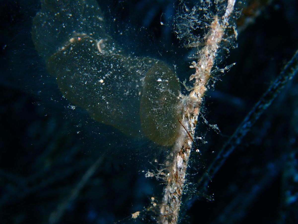 <p>Zoom sur le "pied"</p>