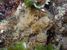Algue ou porifera ?