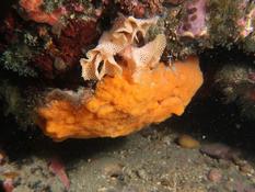 Algue palavasienne, ou presque