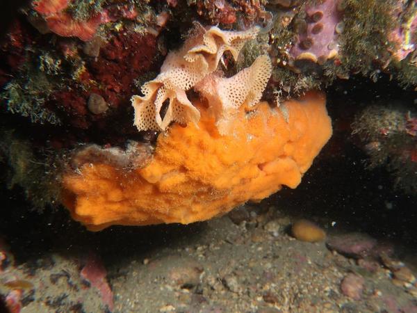 Algue palavasienne, ou presque