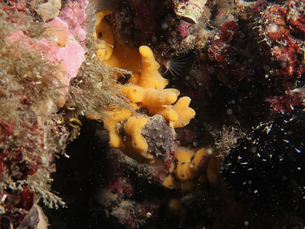 Algue palavasienne, suite