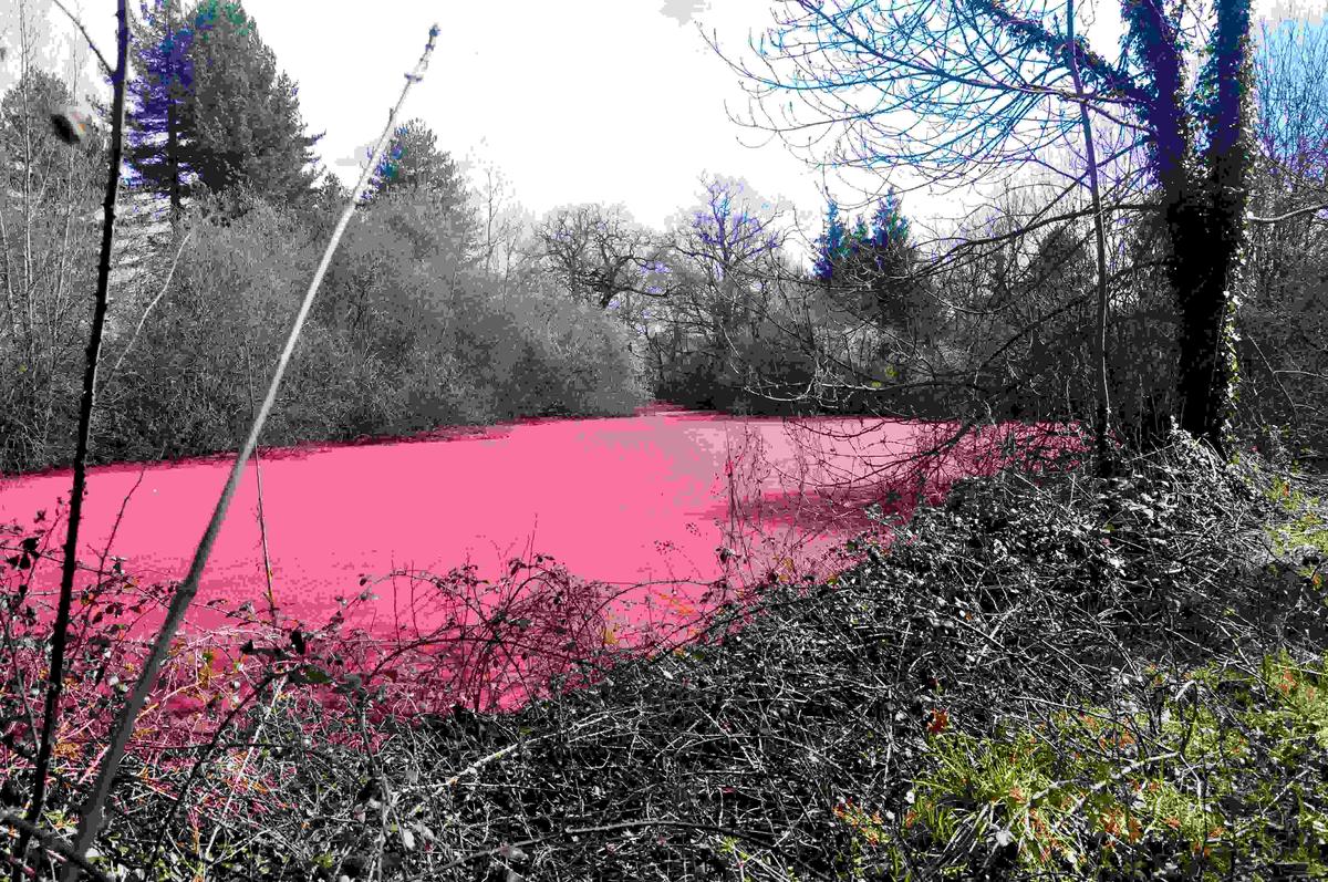 algue rose sur l'étang de Bulhon (Puy de dôme)