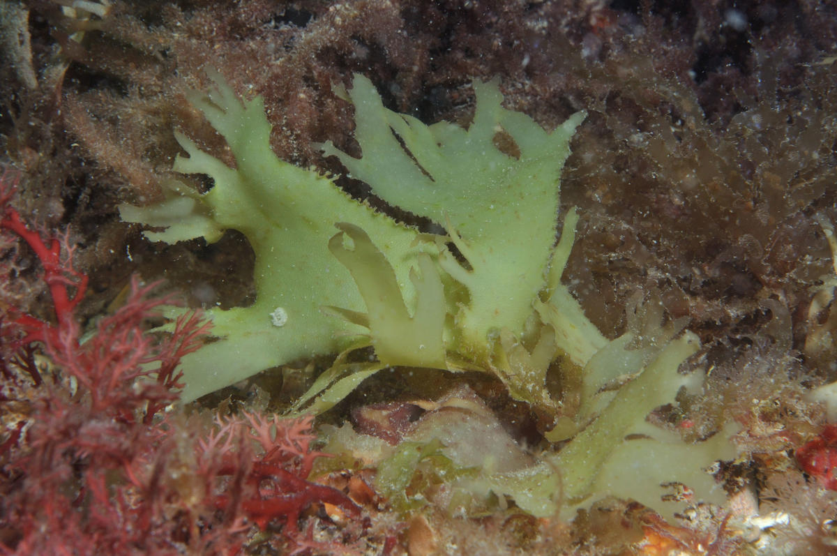 <p>à un moment de sa vie, <em>Calliblepharis ciliata</em> peut-elle prendre entièrement cette couleur verte . Ou s'agit-il d'une autre espèce ?<br>...