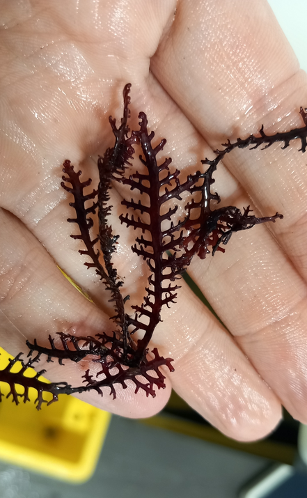 <p>En voici un échantillon qui était resté accroché sur ma stab ex situ</p>