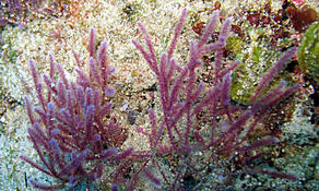 Algue rouge à aspect plumeux