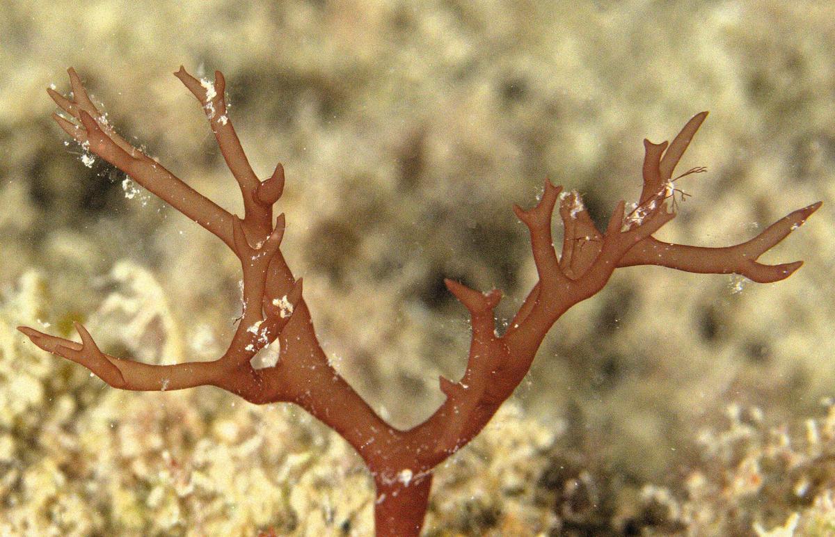 Algue rouge à identifier